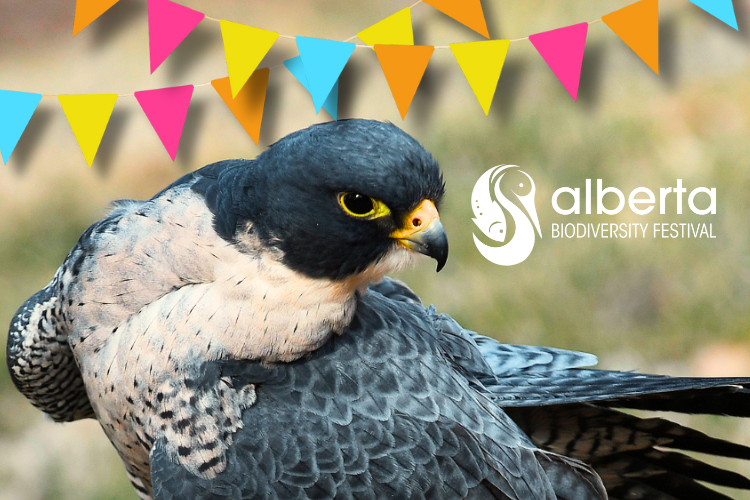 Vinny the Peregrine Falcon